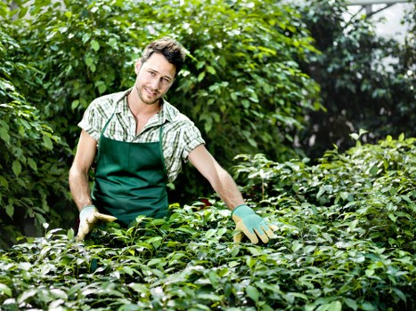 A young male gardener wearing a green apron and gloves is tending a lush, well-maintained garden in Mitcham. He is shown smiling and leaning forward slightly, with one hand resting on a dense hedge or shrubbery. The garden features a variety of greenery, including neatly trimmed hedges, leafy shrubs, and trees in the background, suggesting a landscaped outdoor space typical of residential gardens in the area. The scene is brightly lit, indicating a clear day with natural sunlight enhancing the vibrant green tones of the vegetation. The garden appears to be part of a private yard or outdoor space with a mix of ground cover plants and taller bushes, arranged in a way that emphasizes both aesthetic appeal and functional garden maintenance. This image reflects professional gardening services focused on shrub trimming, hedge care, and general outdoor improvement, consistent with the offerings of Lawn Mowing Mitcham, supporting local landscaping and garden maintenance needs in the Mitcham area, postcodes aligned with CR4.